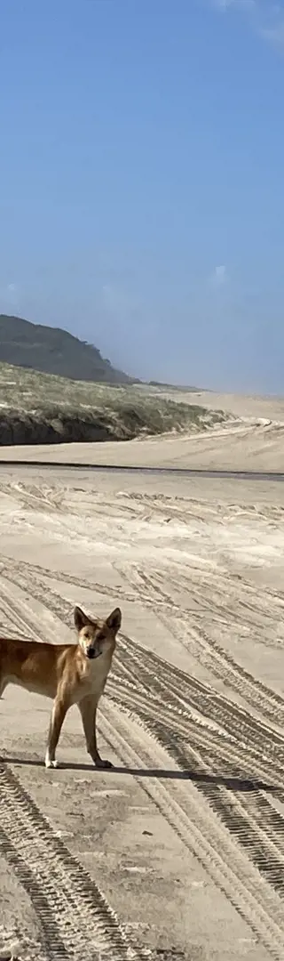 Ein unvergesslicher Anblick: Der Dingo am Strand